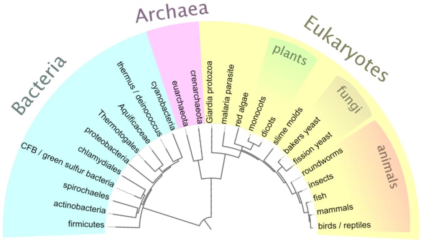 arbre évolutif des mammifères