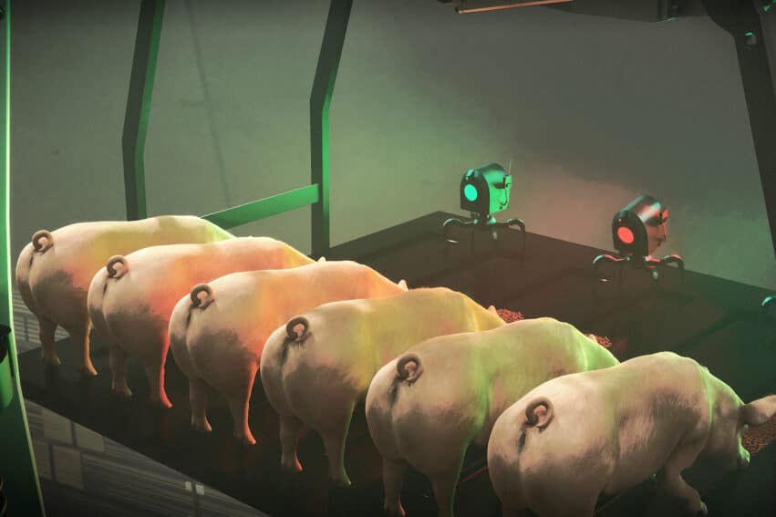 clonage animal chine porcs robot