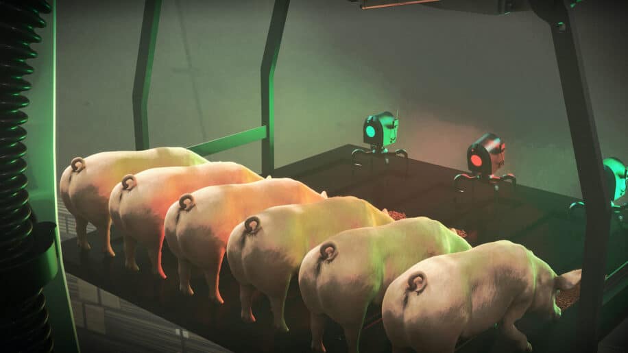 clonage animal chine porcs robot