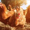 domestication recente riz repartition monde poulet domestique couv