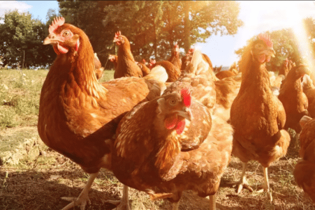 domestication recente riz repartition monde poulet domestique couv