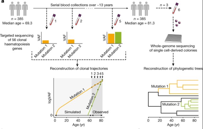 vârstă mutație sânge experiență infografic