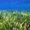 plus grande plante marine du monde herbier shark bay 4500 ans
