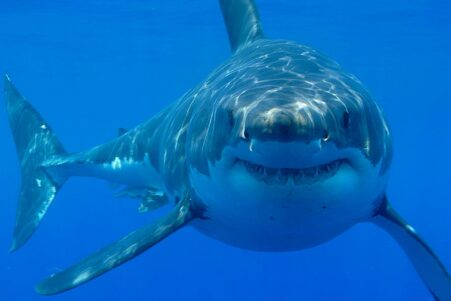 pourquoi ne pas avoir peur des requins couv