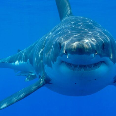 pourquoi ne pas avoir peur des requins couv