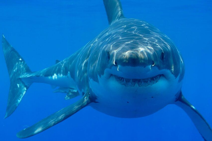 pourquoi ne pas avoir peur des requins couv