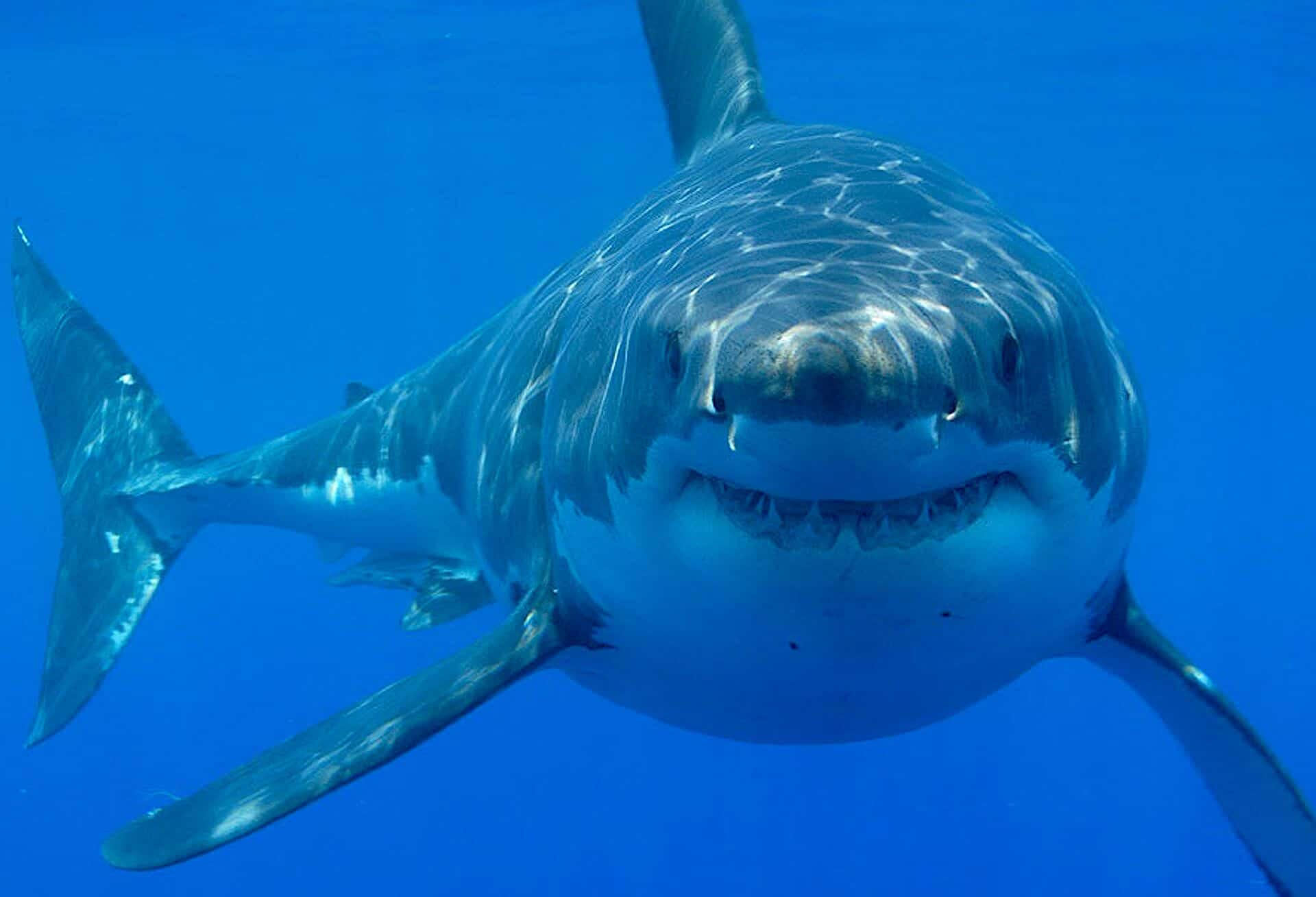 pourquoi ne pas avoir peur des requins couv 2