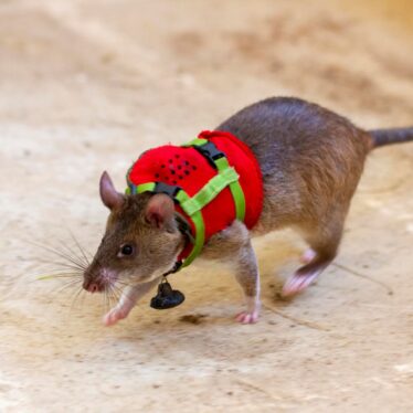 rats detection olfactive survivant decombres apopo couv