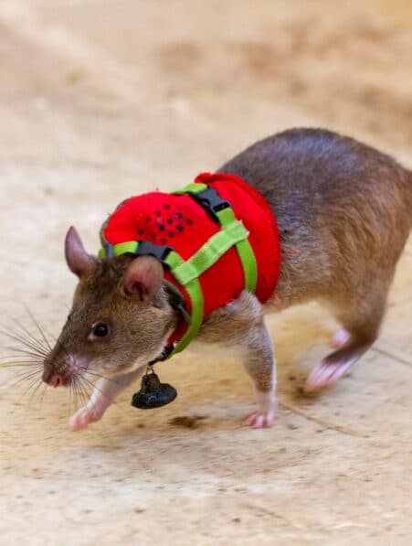 rats detection olfactive survivant decombres apopo couv