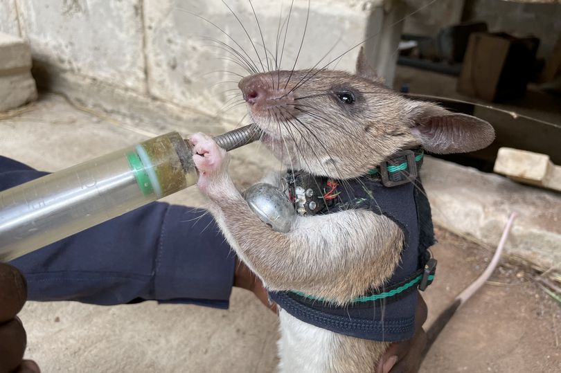 recompense rescue rat