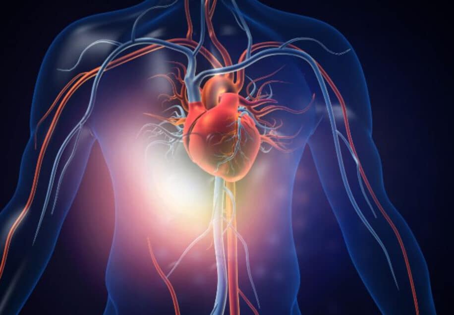 traitement régénération cellules cardiaques