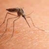 existe t il une methode naturelle réellement efficace pour repousser les moustiques couv