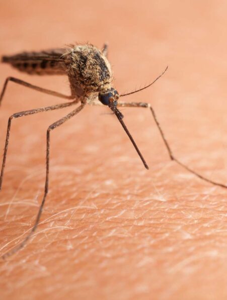 existe t il une methode naturelle réellement efficace pour repousser les moustiques couv