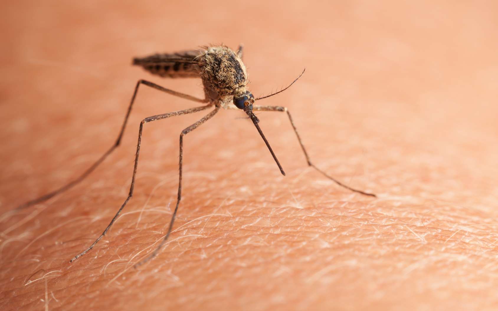 5 remèdes naturels anti-moustiques vraiment efficaces – Même pas mal