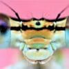 insectes ressentent douleur comme les humains couv