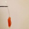 ventricule fonctionnel gauche coeur bioartificiel couv