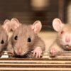 cerveau rats abimé consommation soda