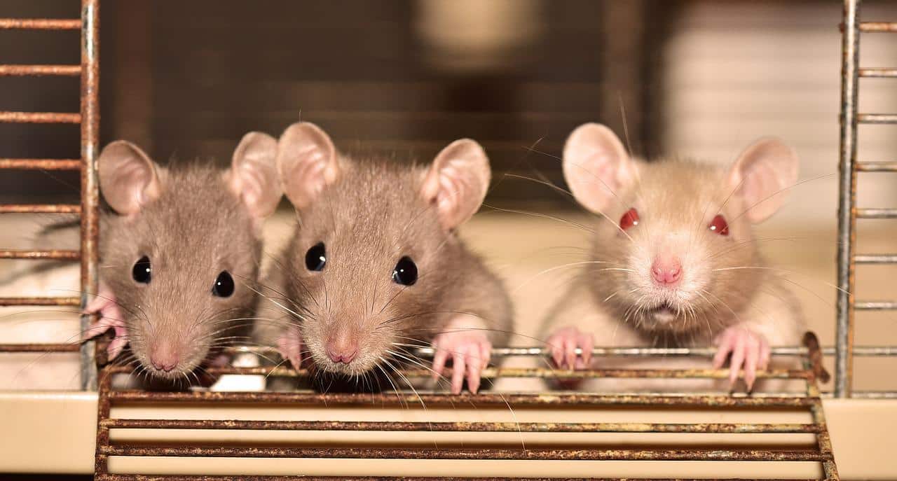 Regelmatige consumptie van frisdrank schaadt het geheugen bij muizen aanzienlijk