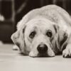 demence alzheimer chien 10 ans risque accru sans activite physique couv