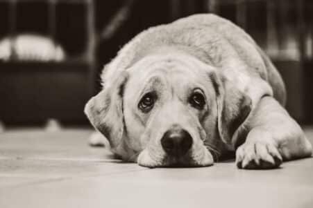 demence alzheimer chien 10 ans risque accru sans activite physique couv