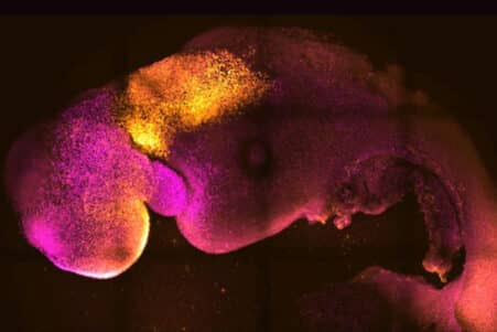 embryons souris artificiels cellules souches