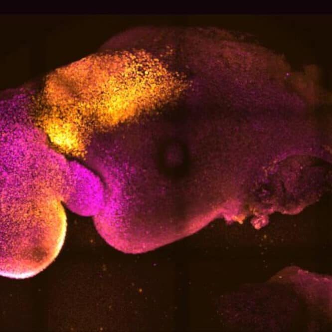 embryons souris artificiels cellules souches