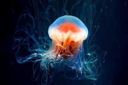immortalite meduse secret genetique decouvert