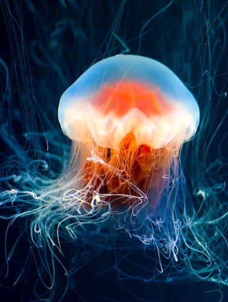 immortalite meduse secret genetique decouvert