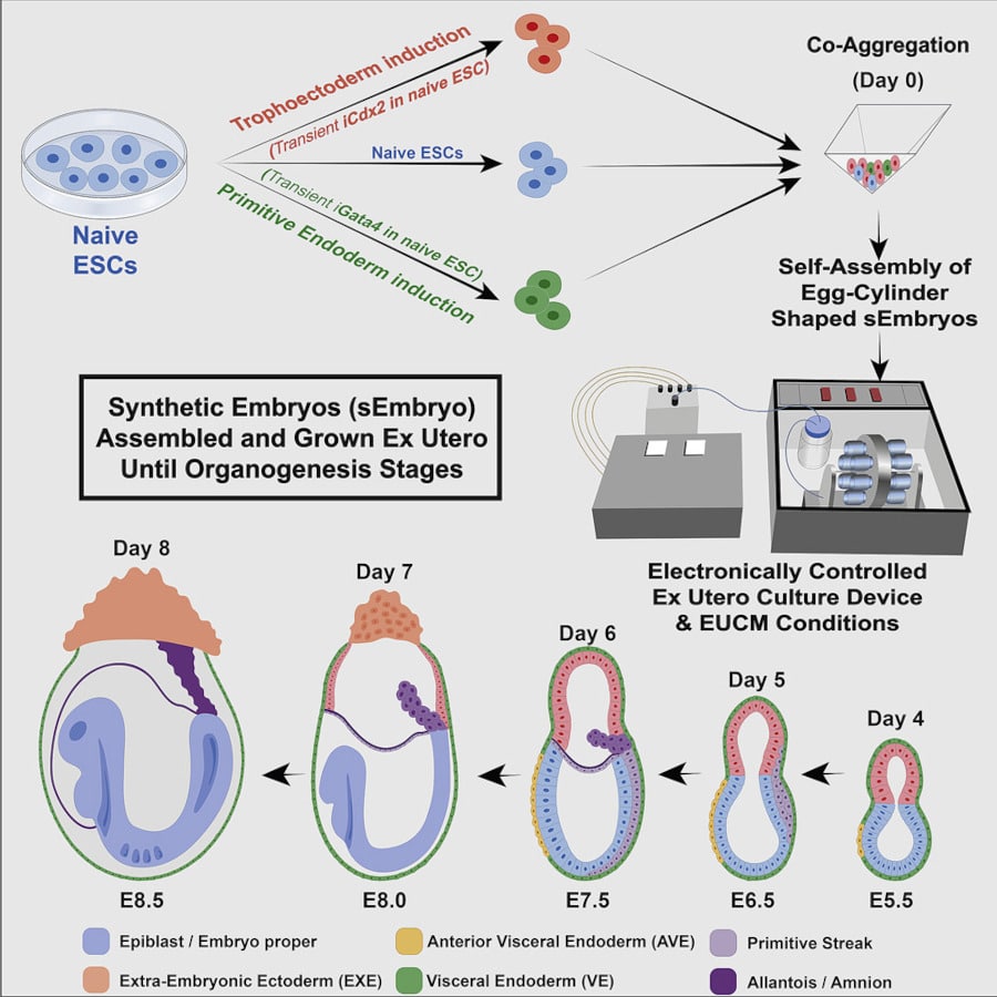 Diagramma schematico della coltura di embrioni di topo artificiale