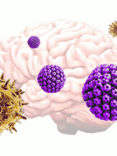 virus herpes varicelle zona declencheurs maladie alzheimer couv