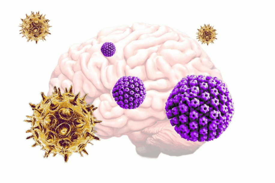 virus herpes varicelle zona declencheurs maladie alzheimer couv