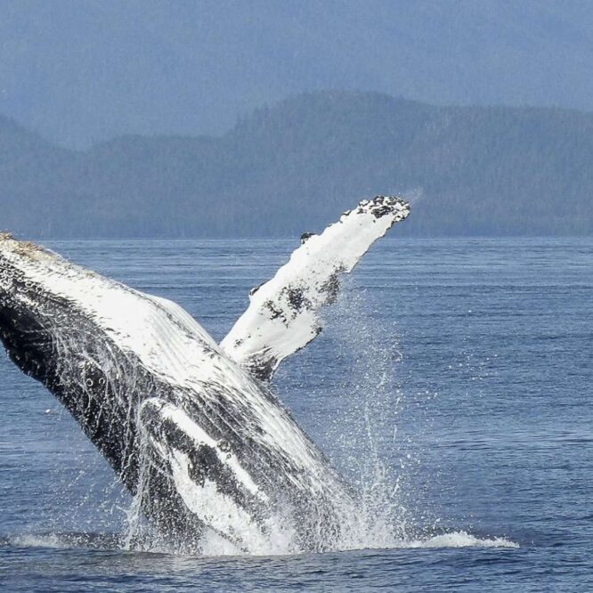 chant baleine a bosse propager sur 8000 km pacifique sud couv