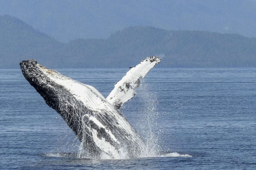 chant baleine a bosse propager sur 8000 km pacifique sud couv