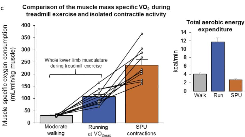 VO2 soleus contraction walking treadmill