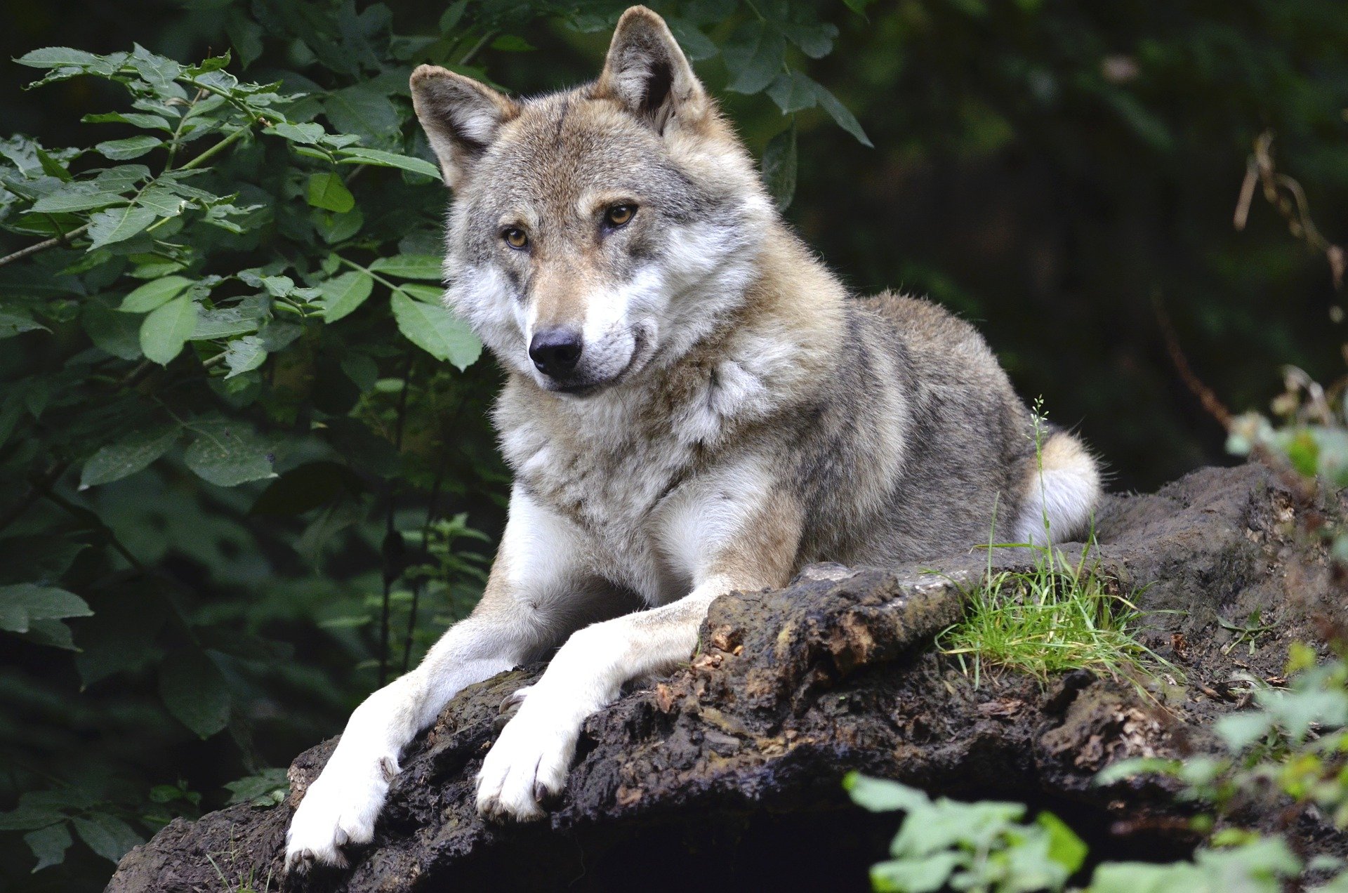 Bodhi ressemble à un chien mais des tests ADN affirment que c'est aussi un  loup