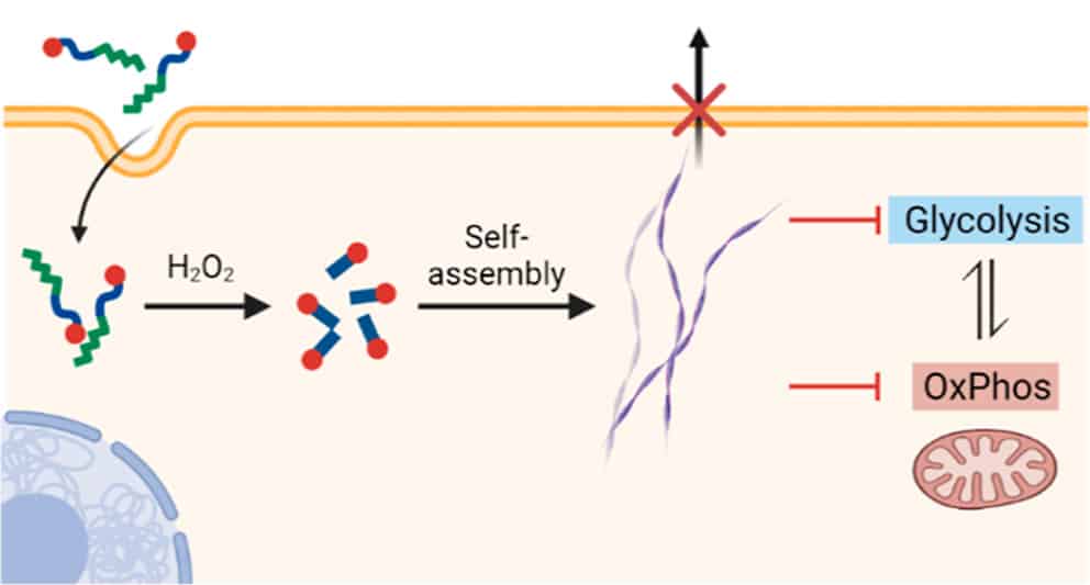 schema action molecule asphyxie cancer