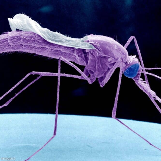 vaccin anti paludisme moustique genetiquement modifie