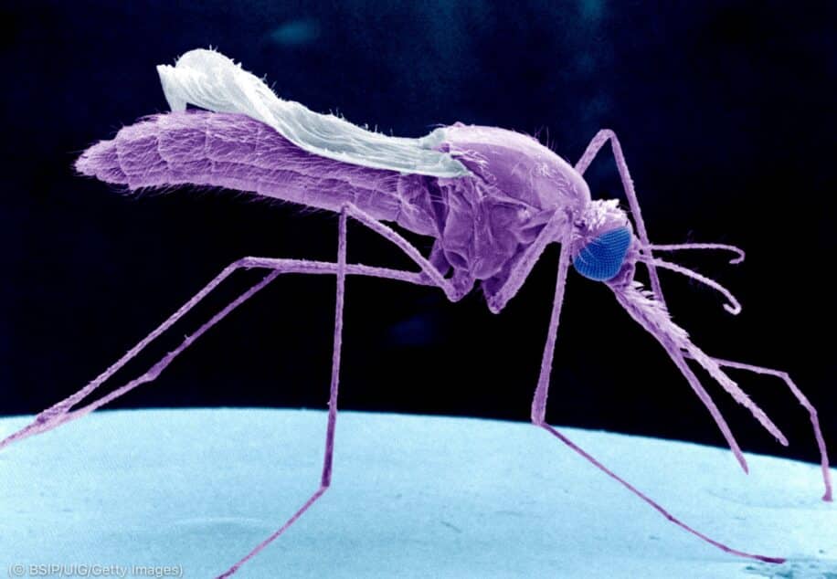 vaccin anti paludisme moustique genetiquement modifie