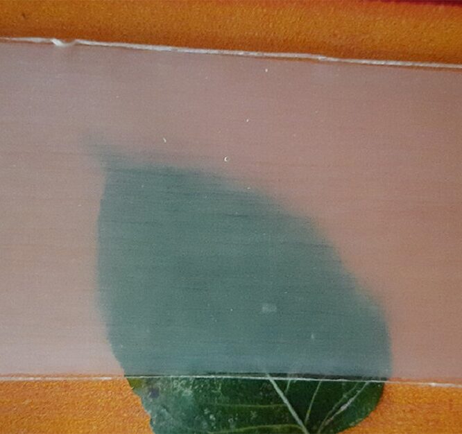 bois transparent remplacer plastique