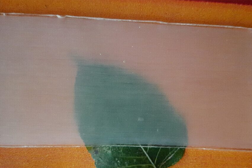 bois transparent remplacer plastique