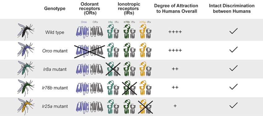 élimination récepteurs olfactifs moustiques