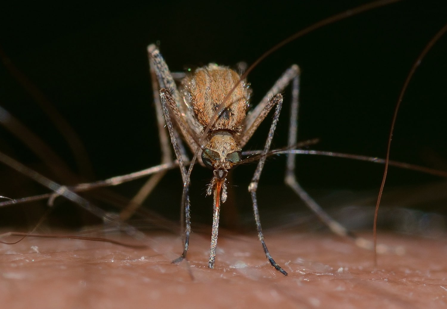 Alcune persone sono calamite per le zanzare e un nuovo studio ne rivela il motivo