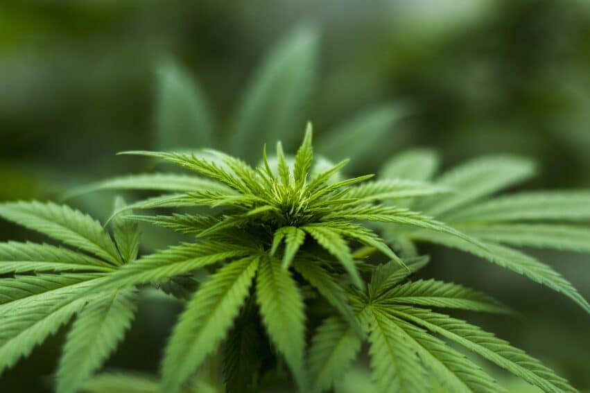 cannabis cancer tumorales