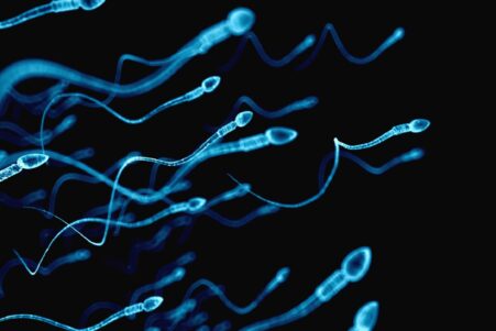 declin alarmant nombre spermatozoide monde couv
