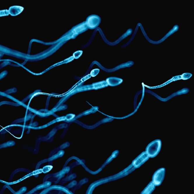 declin alarmant nombre spermatozoide monde couv