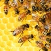 déclin durée de vie abeilles