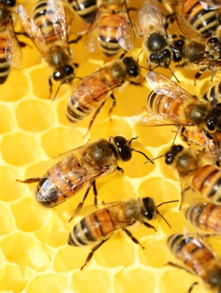 déclin durée de vie abeilles