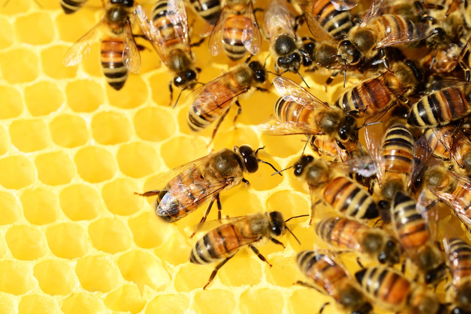 Duree De Vie D Une Abeille Les abeilles vivent deux fois moins longtemps qu'il y a 50 ans