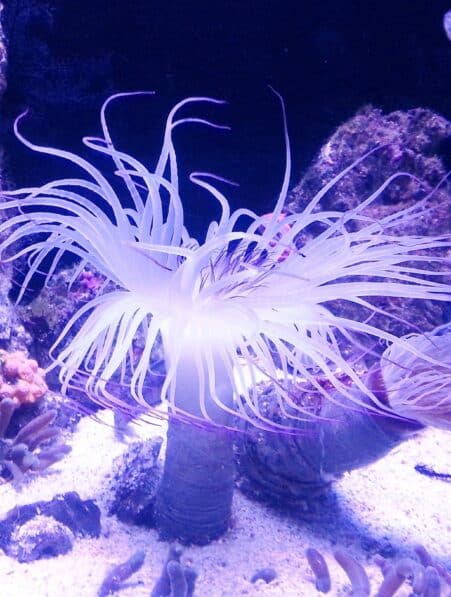 gene jeunesse anemone
