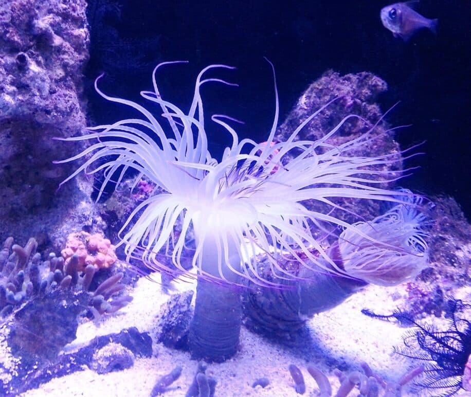 gene jeunesse anemone